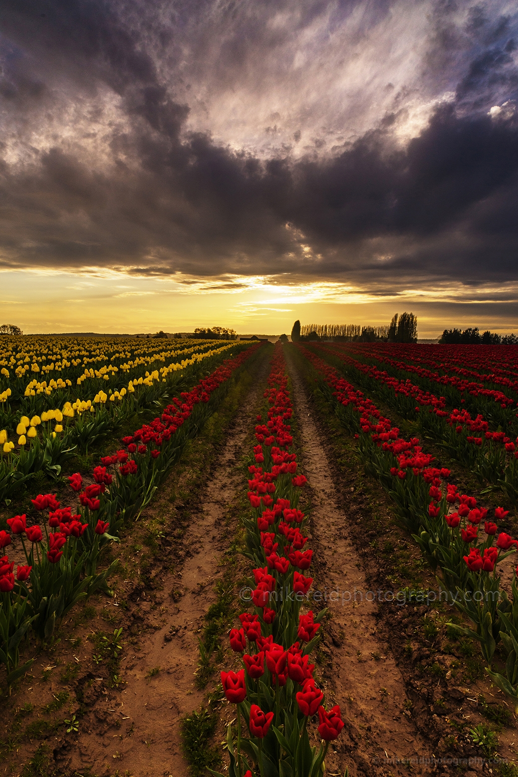 Long Red Rows of Skagit Tulips.jpg 