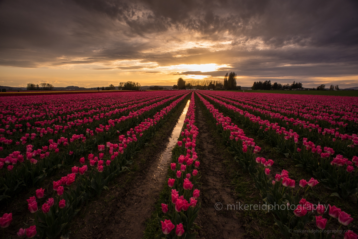 Red Rows of Skagit Valley Tulips.jpg 