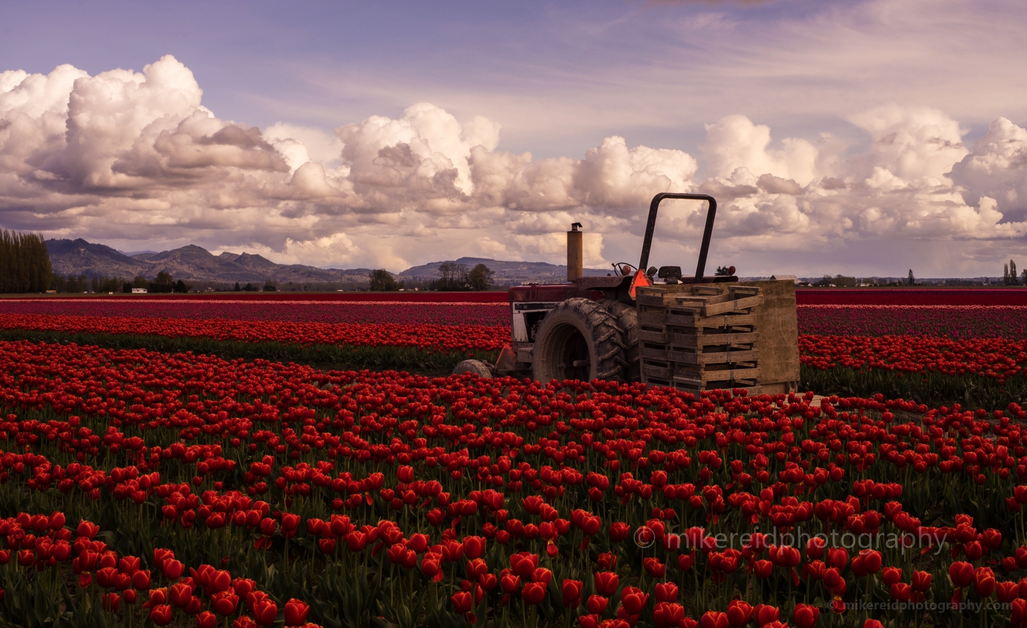 Skagit Tulip Field Tractor.jpg 