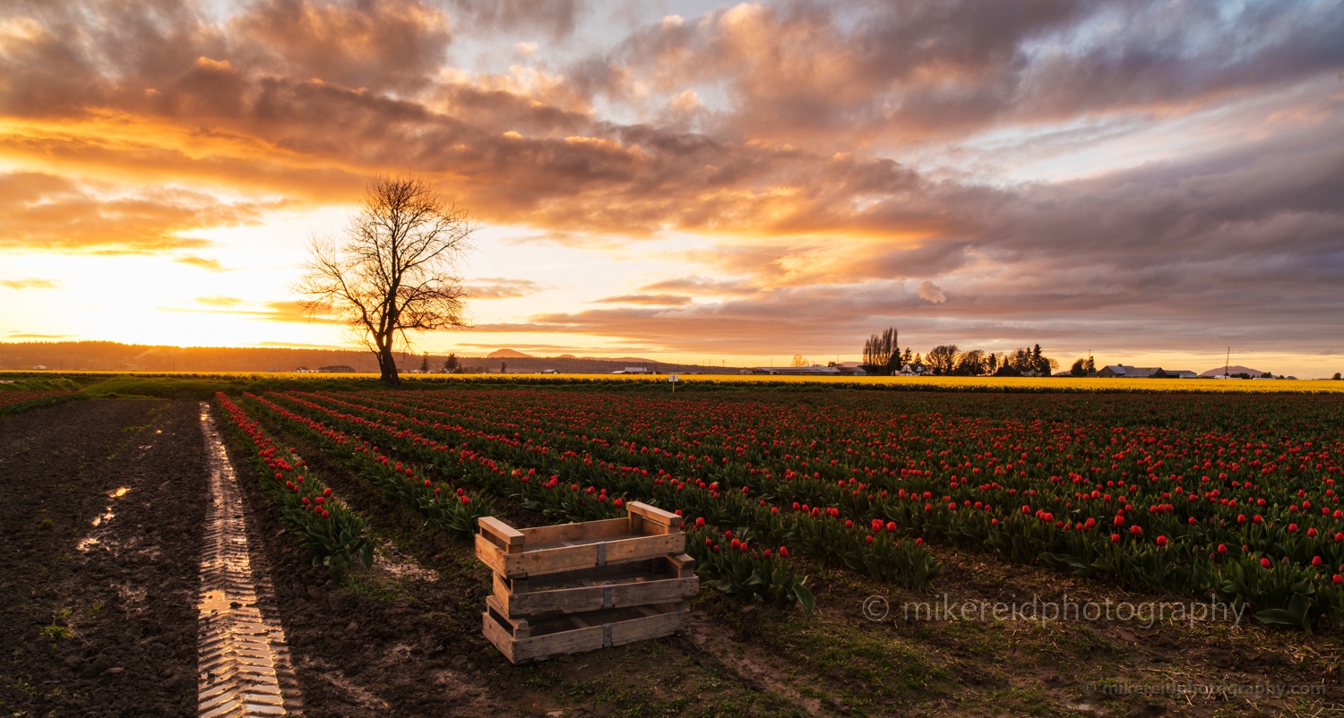 Skagit Valley Tulip Festival Golden Sunset Wide.jpg 