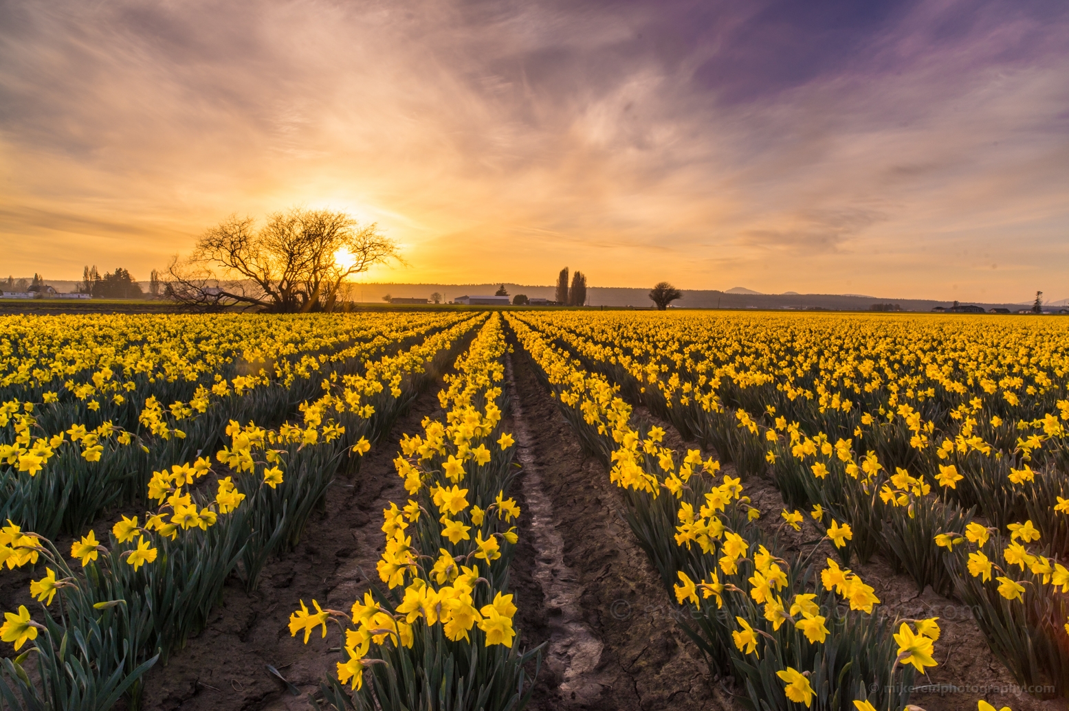 Soaring Daffodil Sunset.jpg 