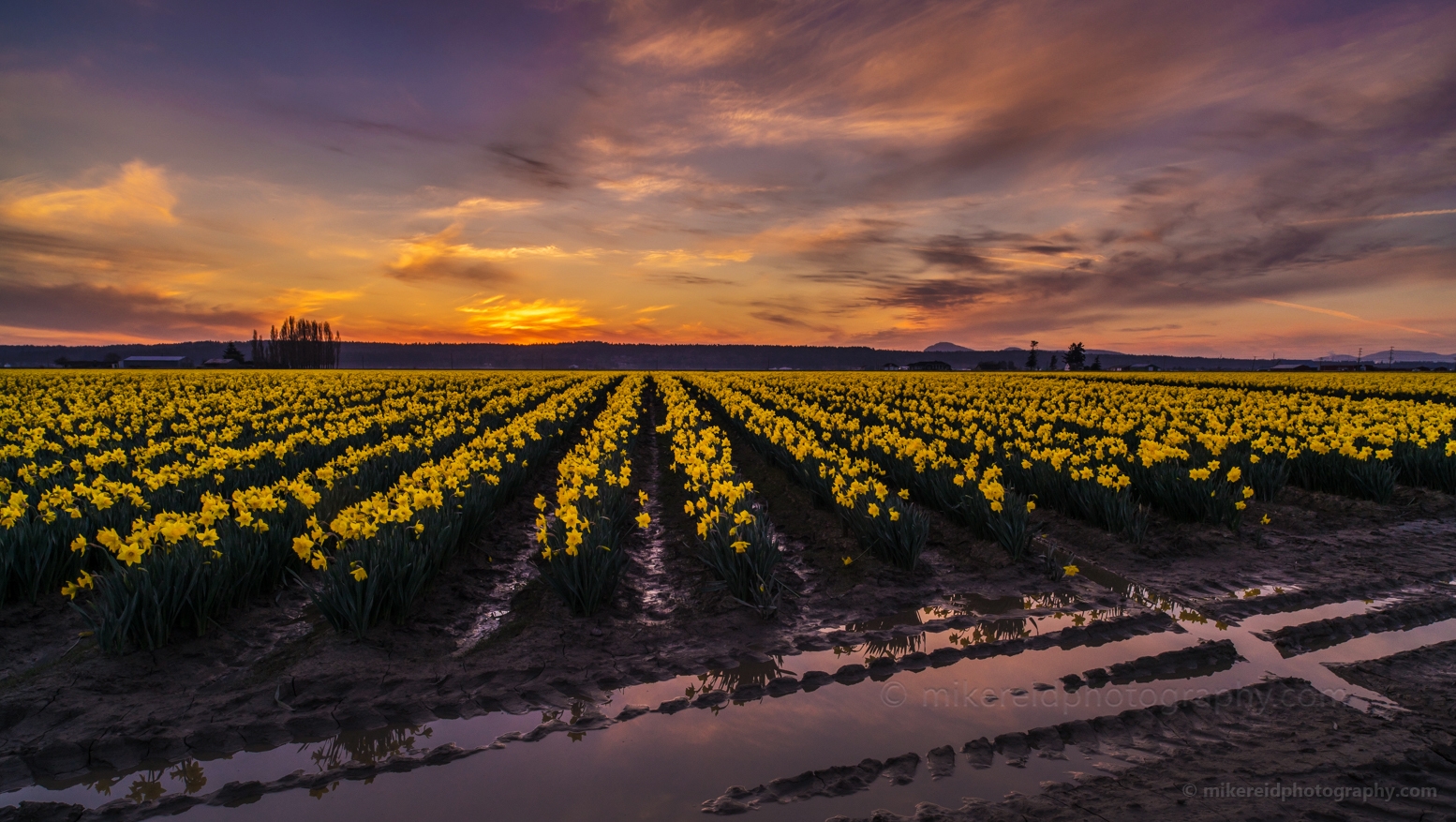 Visit Skagit Valley Daffodil Festival.jpg 