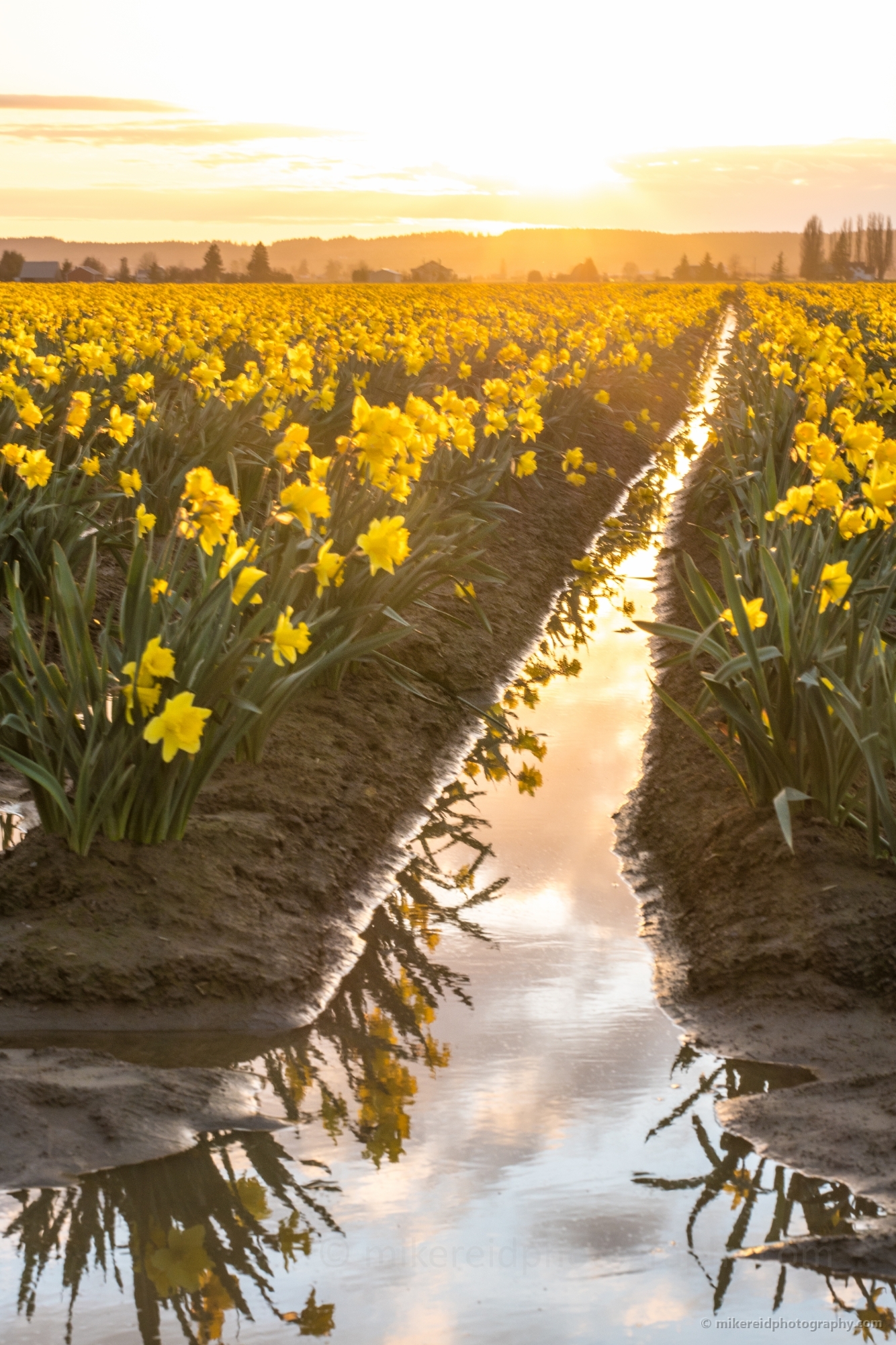 2016 Skagit Valley Daffodils Reflection