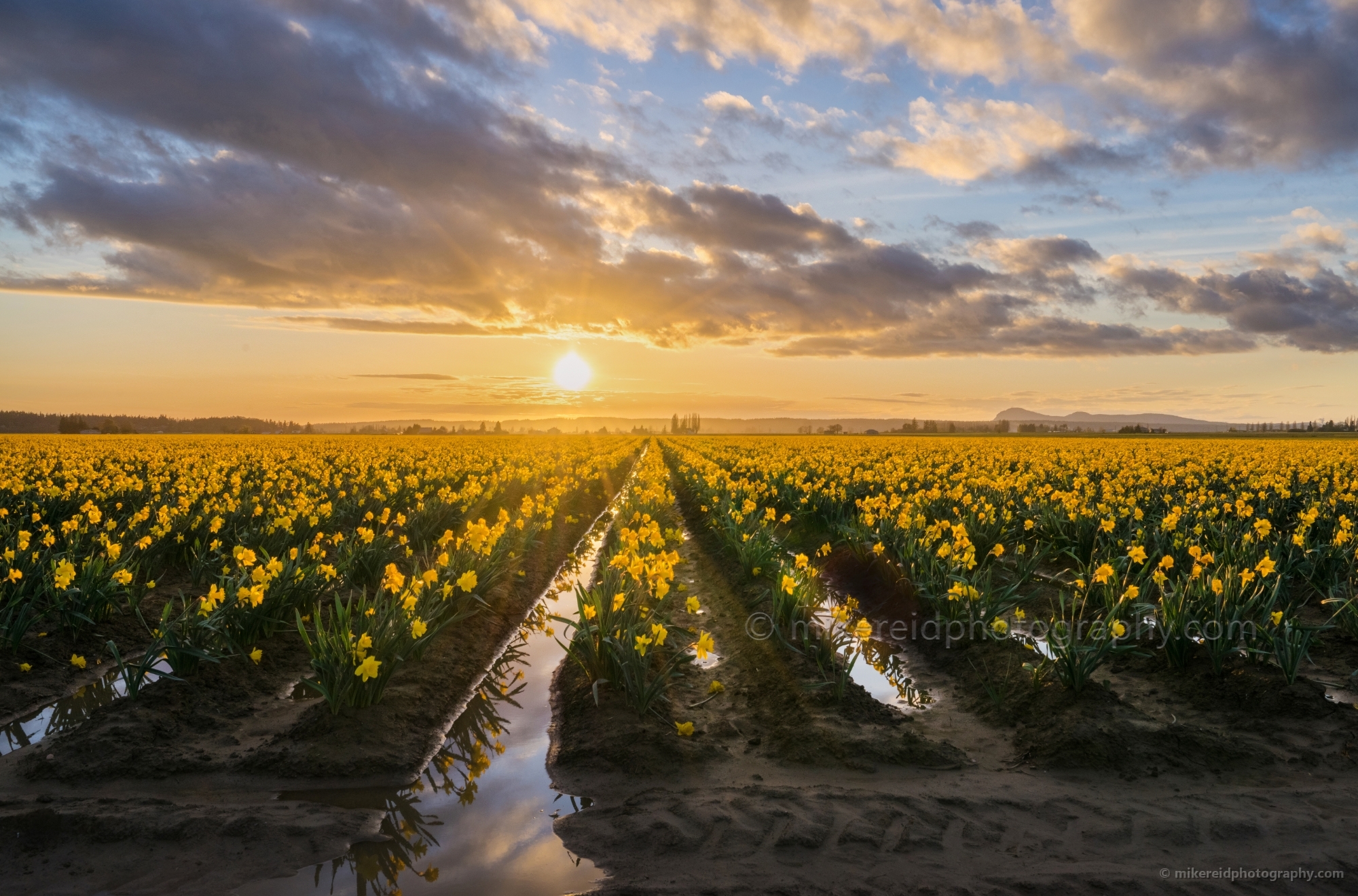 2016 Skagit Valley Daffodils Sunset