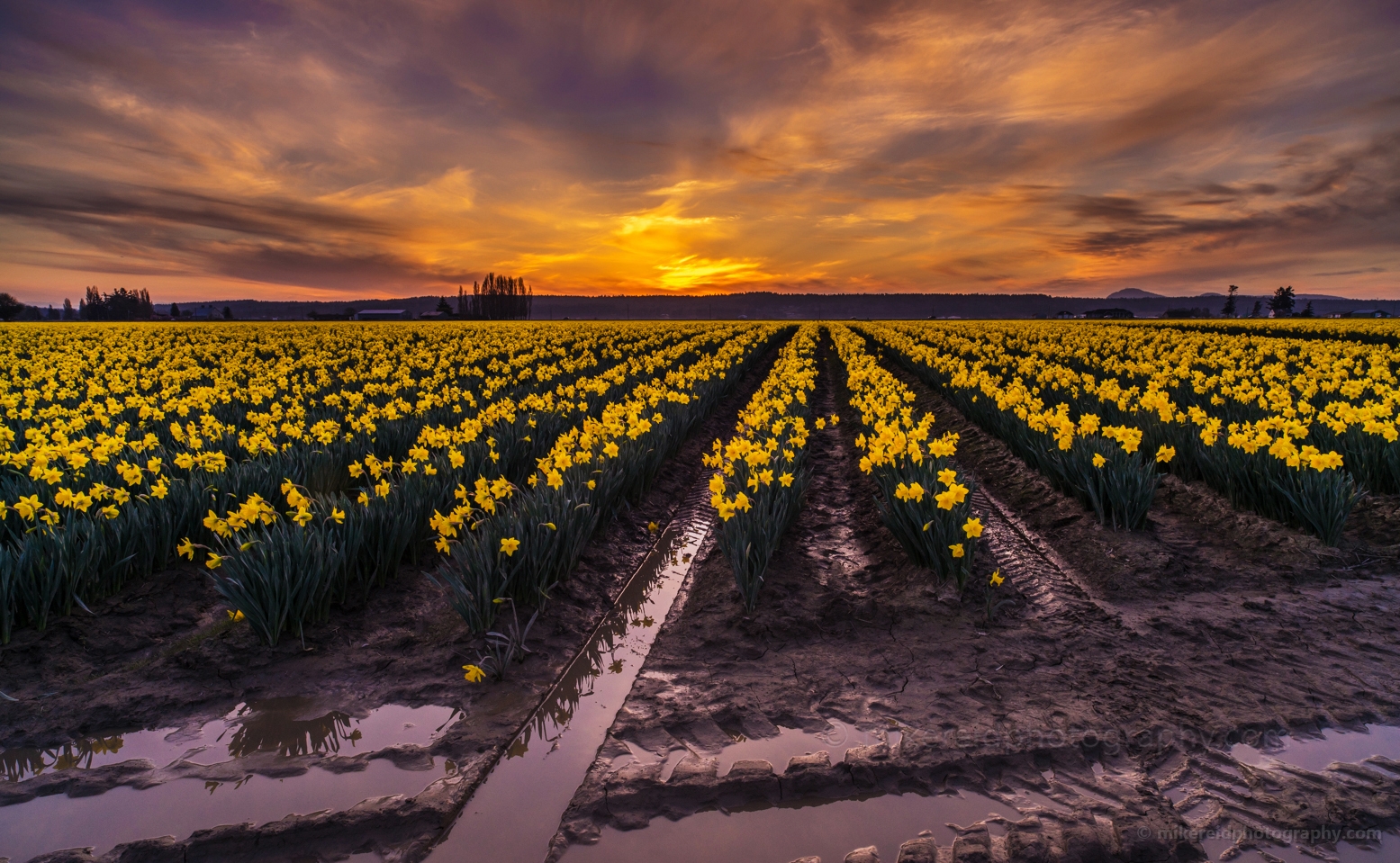 Skagit Valley Daffodil Festival Sunset