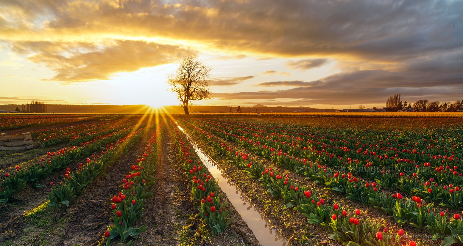 Skagit Valley Tulip Festival Golden Sunset