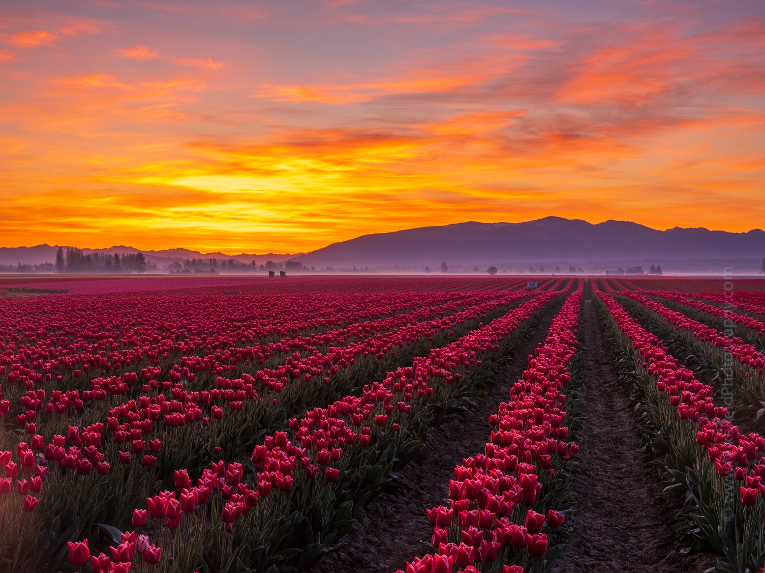 Skagit Valley Tulips Fiery Sunrise