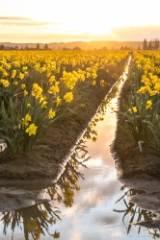 2016 Skagit Valley Daffodils Reflection To order a print please email me at  Mike Reid Photography