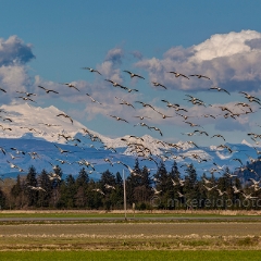 A Few Skagit Snow Geese To order a print please email me at  Mike Reid Photography