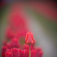 Above the Rest Red Tulip.jpg To order a print please email me at  Mike Reid Photography : tulip, tulips, flower, , floral, tulip festival, floral photography, flower photos, washington state, skagit tulip festival, old red barn