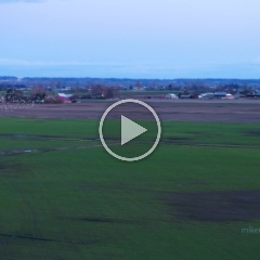 Aerial Video Skagit Geese Swarming.mp4 To order a print please email me at  Mike Reid Photography