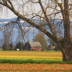 Barn Amongst Tulip Fields To order a print please email me at  Mike Reid Photography : tulip, tulips, flower, , floral, tulip festival, floral photography, flower photos, washington state, skagit tulip festival, old red barn