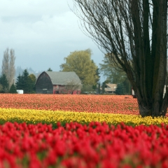 Barn Tree and Tulips.JPG To order a print please email me at  Mike Reid Photography : tulip, tulips, flower, , floral, tulip festival, floral photography, flower photos, washington state, skagit tulip festival, barn