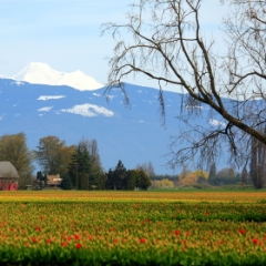 Barn and Tulip Fields and Mount Baker.jpg To order a print please email me at  Mike Reid Photography : tulip, tulips, flower, , floral, tulip festival, floral photography, flower photos, washington state, skagit tulip festival