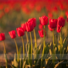 Basking in the Tulip Fields.jpg To order a print please email me at  Mike Reid Photography : tulip, tulips, flower, , floral, tulip festival, floral photography, flower photos, washington state, skagit tulip festival