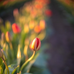 Beautiful Tulip Closeup.jpg To order a print please email me at  Mike Reid Photography : tulip, tulips, flower, , floral, tulip festival, floral photography, flower photos, washington state, skagit tulip festival, old red barn, canon 200mm, canon 200mm 1.8