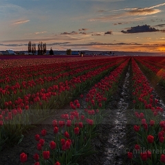Beautiful Tulip Evening.jpg To order a print please email me at  Mike Reid Photography : tulip, tulips, flower, , floral, tulip festival, floral photography, flower photos, washington state, skagit tulip festival