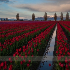Beautiful Tulip Field To order a print please email me at  Mike Reid Photography : tulip, tulips, flower, , floral, tulip festival, floral photography, flower photos, washington state, skagit tulip festival