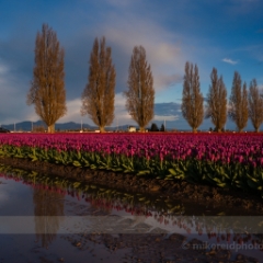 Best Road Tulip Fields.jpg To order a print please email me at  Mike Reid Photography : tulip, tulips, flower, , floral, tulip festival, floral photography, flower photos, washington state, skagit tulip festival