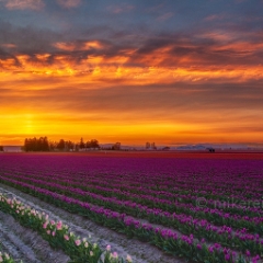 Burning Skagit Skies.jpg To order a print please email me at  Mike Reid Photography : tulip, tulips, flower, , floral, tulip festival, floral photography, flower photos, washington state, skagit tulip festival