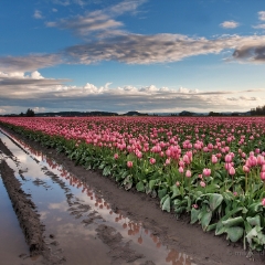 Clouds Reflected Pink Tulips To order a print please email me at  Mike Reid Photography : tulip, tulips, flower, , floral, tulip festival, floral photography, flower photos, washington state, skagit tulip festival