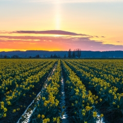 Daffodil Rows Solar Spike.jpg To order a print please email me at  Mike Reid Photography : tulip, tulips, flower, , floral, tulip festival, floral photography, flower photos, washington state, skagit tulip festival, old red barn