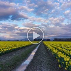 Daffodils Skies Skagit Timelapse Video.mp4 To order a print please email me at  Mike Reid Photography