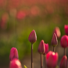 Dark Red Tulip Field Bokeh Dof.jpg To order a print please email me at  Mike Reid Photography : tulip, tulips, flower, , floral, tulip festival, floral photography, flower photos, washington state, skagit tulip festival