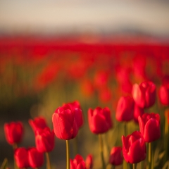Dreamy red Tulips.jpg To order a print please email me at  Mike Reid Photography : tulip, tulips, flower, , floral, tulip festival, floral photography, flower photos, washington state, skagit tulip festival