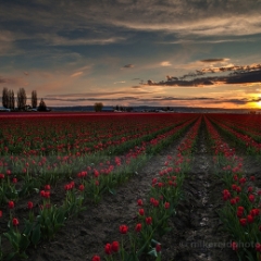Evening Skagit Skies.jpg To order a print please email me at  Mike Reid Photography : tulip, tulips, flower, , floral, tulip festival, floral photography, flower photos, washington state, skagit tulip festival