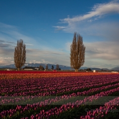 Evening in the Fields To order a print please email me at  Mike Reid Photography : tulip, tulips, flower, , floral, tulip festival, floral photography, flower photos, washington state, skagit tulip festival, snow geese, geese