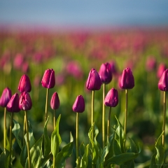 Field of Beautiful Flowers To order a print please email me at  Mike Reid Photography : tulip, tulips, flower, , floral, tulip festival, floral photography, flower photos, washington state, skagit tulip festival
