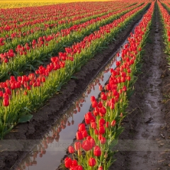Fields of Tulips.jpg To order a print please email me at  Mike Reid Photography : tulip, tulips, flower, tulip festival, floral photography, flower photos, washington state, skagit tulip festival, reflection