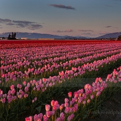 Golden Rows of Pink Flowers To order a print please email me at  Mike Reid Photography : tulip, tulips, flower, , floral, tulip festival, floral photography, flower photos, washington state, skagit tulip festival