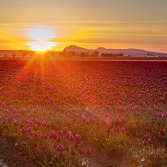 Golden Sunstar Sunset To order a print please email me at  Mike Reid Photography : tulip, tulips, flower, , floral, tulip festival, floral photography, flower photos, washington state, skagit tulip festival