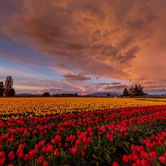 Golden Tulip Field Storm To order a print please email me at  Mike Reid Photography : tulip, tulips, flower, , floral, tulip festival, floral photography, flower photos, washington state, skagit tulip festival