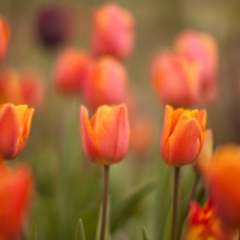 Group of Garden Tulips To order a print please email me at  Mike Reid Photography : tulip, tulips, flower, , floral, tulip festival, floral photography, flower photos, washington state, skagit tulip festival
