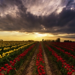 Long Red Rows of Skagit Tulips To order a print please email me at  Mike Reid Photography
