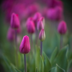 Magenta Tulip Fields Vision To order a print please email me at  Mike Reid Photography : tulip, tulips, flower, , floral, tulip festival, floral photography, flower photos, washington state, skagit tulip festival, old red barn, canon 200mm, canon 200mm 1.8