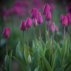 Magenta Tulip Row.jpg To order a print please email me at  Mike Reid Photography : tulip, tulips, flower, , floral, tulip festival, floral photography, flower photos, washington state, skagit tulip festival, old red barn, canon 200mm, canon 200mm 1.8