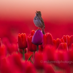 Morning Sparrow Atop a Purple Tulip To order a print please email me at  Mike Reid Photography : birds, bokeh, canon 600mm f4 iii, gfx100s, skagit  tulips, skagit tulip fields, sparrows