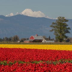 Mount Baker Skagit Valley Tulip Festival Barn.jpg To order a print please email me at  Mike Reid Photography : tulip, tulips, flower, floral, tulip festival, floral photography, flower photos, washington state, skagit tulip festival, old red barn, bokeh, gfx100s, canon, sony