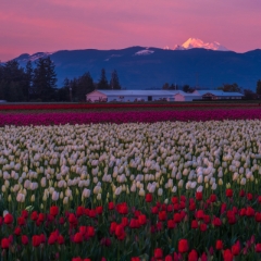 Mount Baker Tulip Fields Alpen Glow.jpg To order a print please email me at  Mike Reid Photography : tulip, tulips, flower, tulip festival, floral photography, flower photos, washington state, skagit tulip festival, reflection