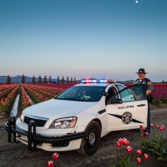New WSP Car To order a print please email me at  Mike Reid Photography : tulip, tulips, flower, , floral, tulip festival, floral photography, flower photos, washington state, skagit tulip festival, zeiss, skagit valley, sunset