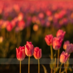 Painterly Pink Tulips.jpg To order a print please email me at  Mike Reid Photography : tulip, tulips, flower, , floral, tulip festival, floral photography, flower photos, washington state, skagit tulip festival