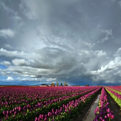 Pink Cloudy Tulip Fields To order a print please email me at  Mike Reid Photography : tulip, tulips, flower, , floral, tulip festival, floral photography, flower photos, washington state, skagit tulip festival