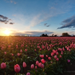 Pink Tulip Field Sunset To order a print please email me at  Mike Reid Photography : tulip, tulips, flower, , floral, tulip festival, floral photography, flower photos, washington state, skagit tulip festival