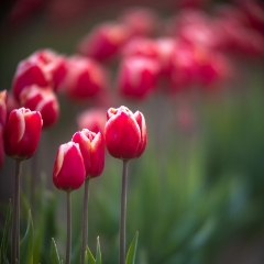 Red Tulips in the Mist.jpg To order a print please email me at  Mike Reid Photography : tulip, tulips, flower, , floral, tulip festival, floral photography, flower photos, washington state, skagit tulip festival, old red barn