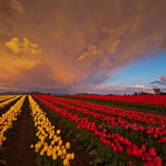 Red Yellow Tulip Field Storm.jpg To order a print please email me at  Mike Reid Photography : tulip, tulips, flower, floral, tulip festival, floral photography, flower photos, washington state, skagit tulip festival, old red barn, bokeh, gfx100s, canon, sony