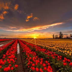 Red Yellow Tulip Field Sunset.jpg To order a print please email me at  Mike Reid Photography : tulip, tulips, flower, floral, tulip festival, floral photography, flower photos, washington state, skagit tulip festival, old red barn, bokeh, gfx100s, canon, sony